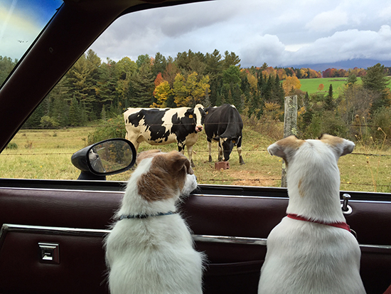 Taking the dogs for a fall ride by Brook Cunningham